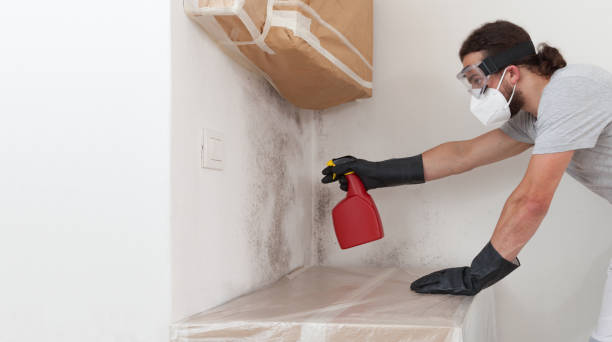 Professional Basement Mold Removal technician working in Woolford, MD