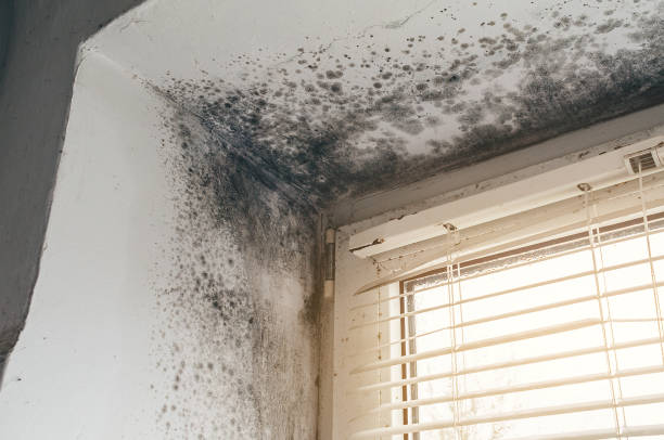 Affordable Basement Mold Removal solutions in Woolford, MD